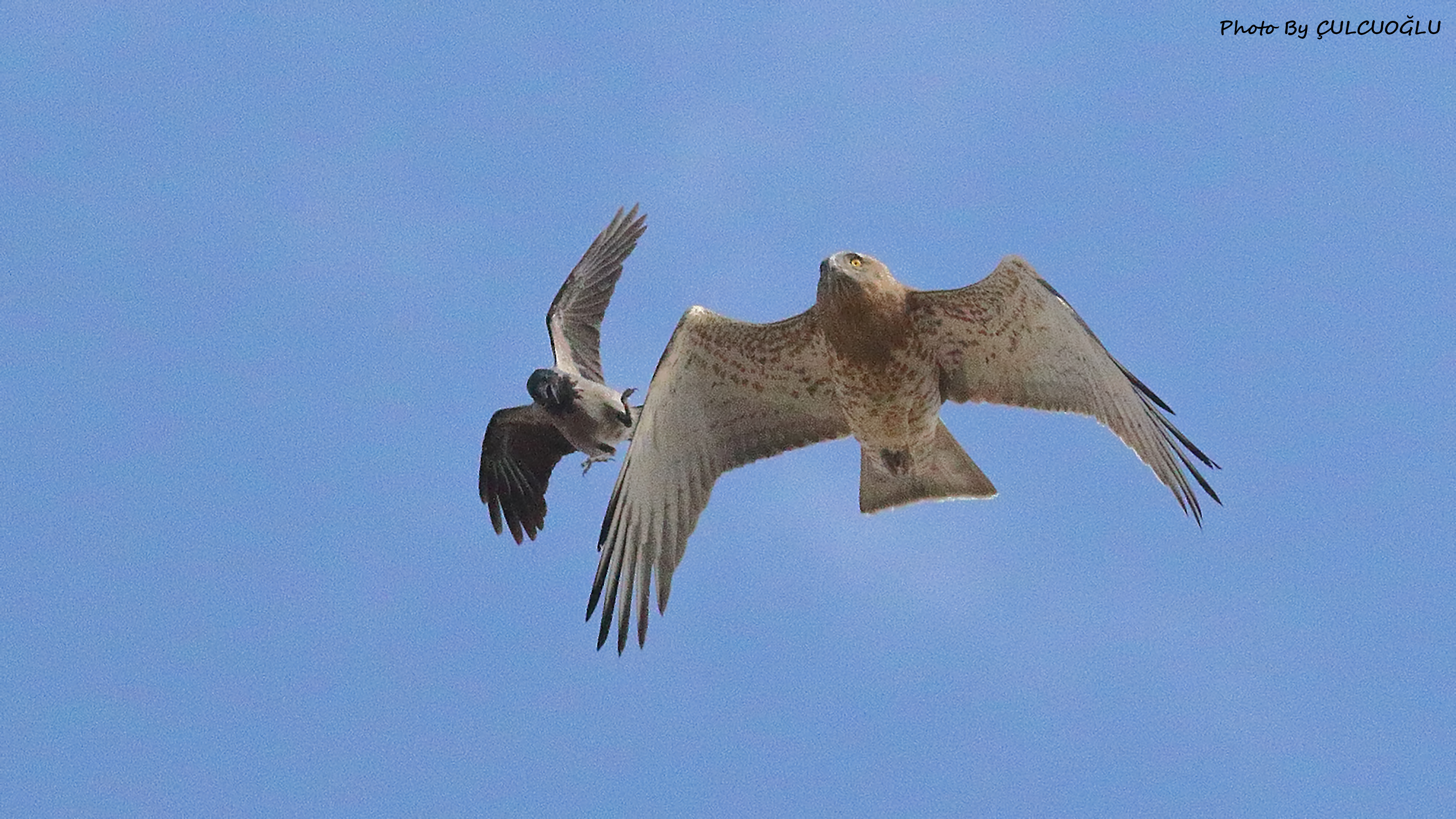 Short-toed Snake-Eagle